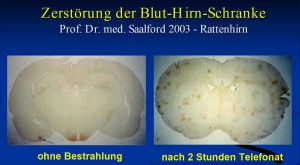 Salford Rattenhirn Querschnitt